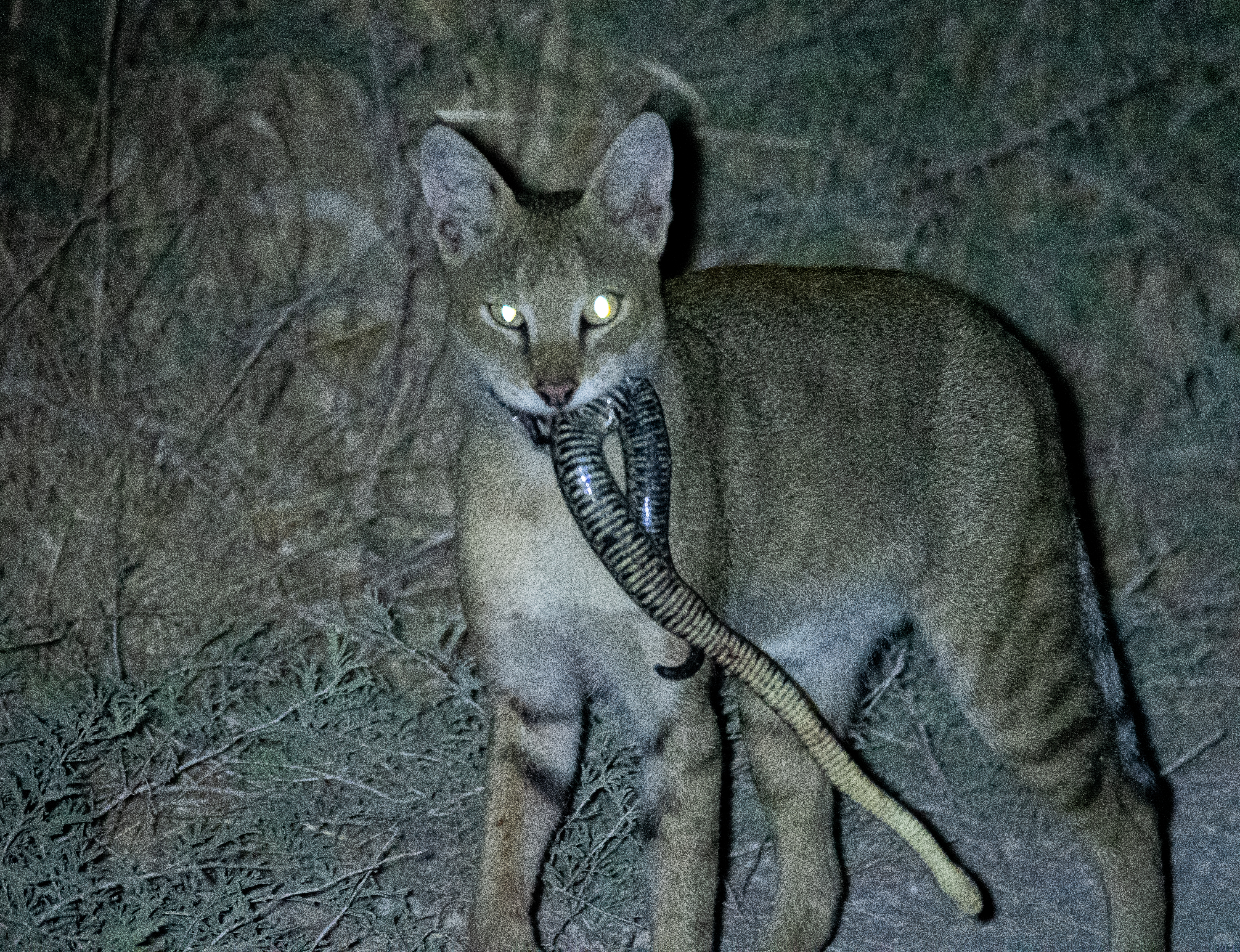 Jungle cat